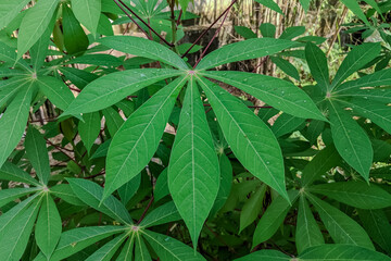 Close-up of fresh green cassava leaves with water droplets, showing their distinct palmate shape...