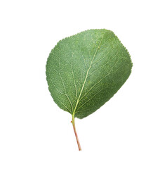 One green apricot leaf isolated on white