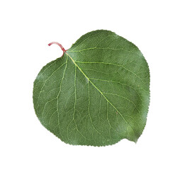 One green apricot leaf isolated on white