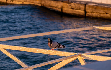 A pigeon sits on a gazebo against the background of the sea.