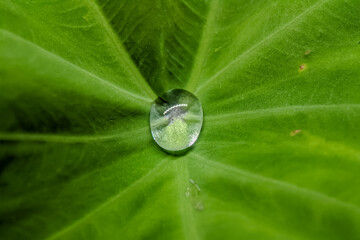 single water droplet rests at the center of a fresh green taro leaf, highlighting natural beauty....