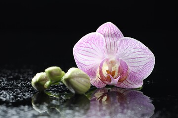 Beautiful orchid flower with water drops and buds on mirror surface against black background, closeup