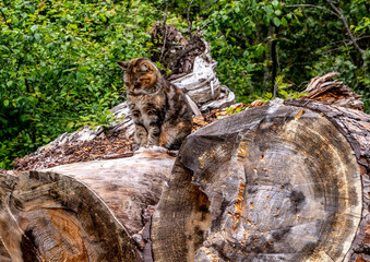 A cat is sitting in the woods in the trees.
