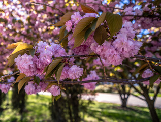 Cherry blossom branches in close-up.