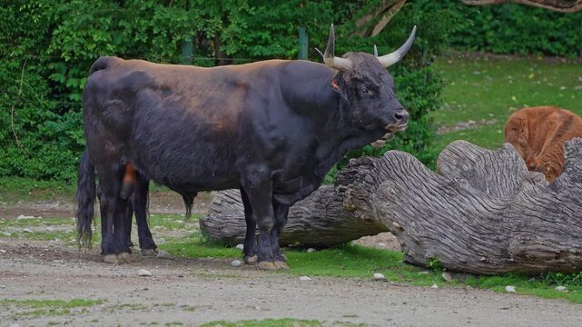Heck cattle, Bos primigenius taurus, claimed to resemble the extinct aurochs. Domestic highland cattle
