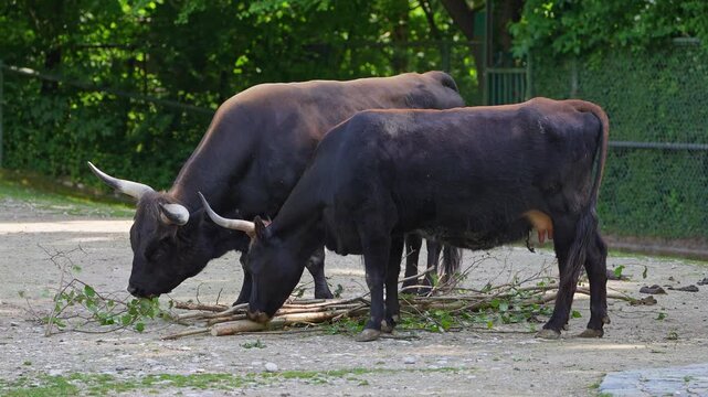 Heck cattle, Bos primigenius taurus, claimed to resemble the extinct aurochs. Domestic highland cattle