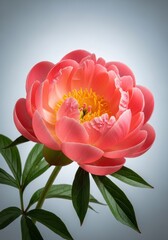 Dramatic studio shot of a single vibrant coral charm peony with details