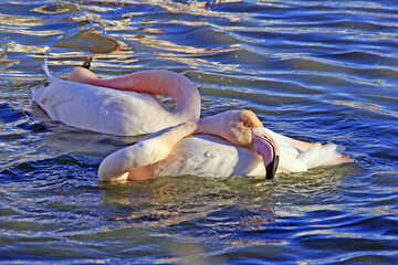 2 flamands en pleine toilette