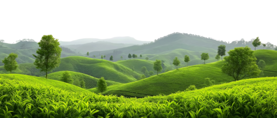 Picturesque tea plantation, cut out, transparent PNG