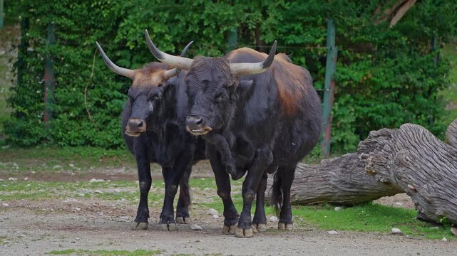 Heck cattle, Bos primigenius taurus, claimed to resemble the extinct aurochs. Domestic highland cattle