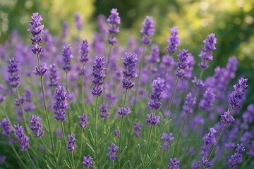 A serene field of lavender blooms bathed in soft sunlight, creating a tranquil and picturesque scene