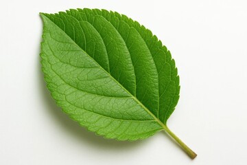 Obraz premium A solitary green leaf rests on a pristine white background, symbolizing nature's simplicity and tranquility