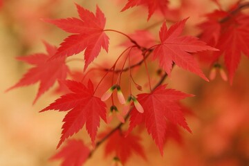 A Symphony of Red Leaves in Blurred Harmony