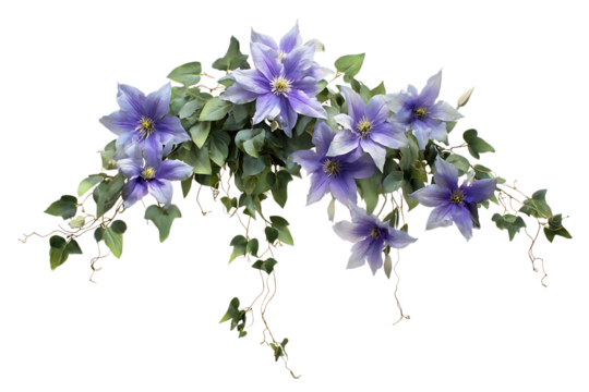 Purple Clematis flower arrangement.