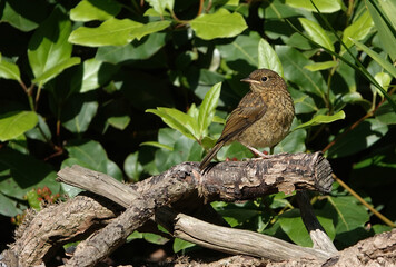 A juvenile European robin, erithacus rubecula, perching on wood by a garden pond. 