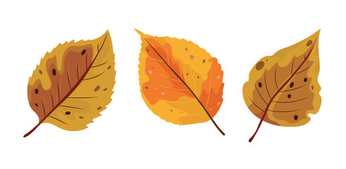 Beech autumn leaf. Flat vector clipart, illustration with isolated background.