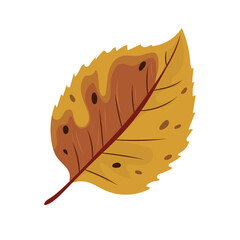 Beech autumn leaf. Flat vector clipart, illustration with isolated background.