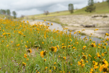 A field of vibrant yellow wildflowers stands in sharp focus against the soft, out-of-focus background of a winding path, rolling green hills, and a cloudy sky.