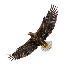 Obraz premium Eagle soaring wings spread, white background