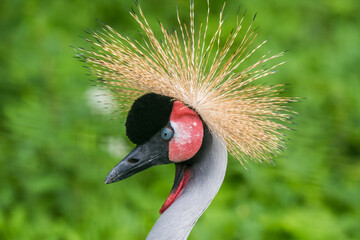 Close up of profile of African grey crowned crane