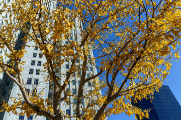 A ginkgo tree with brilliant yellow autumn leaves stands before towering city skyscrapers under a vibrant blue sky.
