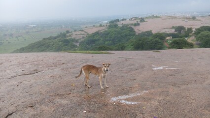 Street dogs roaming on the streets.Dogs playing, eating, wagging its tail in keesara gutta Temple india