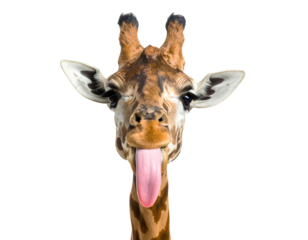 Funny Giraffe Sticking Out Tongue Closeup 