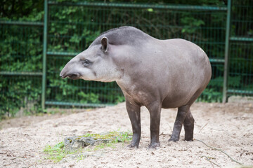 Tapir. Wild animal plain tapir , in zoo