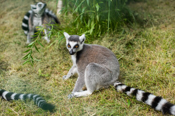 Ring Tailed Lemur with long, black and white ringed tail