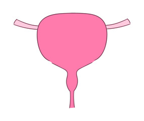 膀胱のイラスト