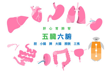 内臓と三焦（五臓六腑）のイラストセット