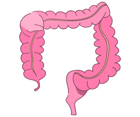 大腸のイラスト