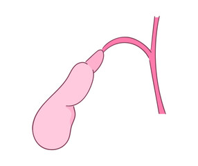 胆嚢のイラスト