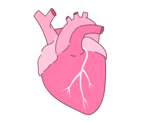 心臓のイラスト