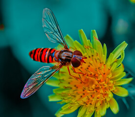 hoverfly sipping nectar from a flower