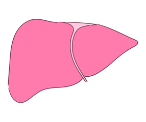 肝臓のイラスト