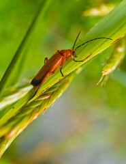 red beetle on a branch