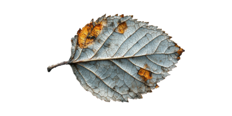 Dried Leaf With Cracked Texture. Symbol Of Decay And Natural Aging Isolated On Transparent Background