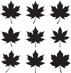 Set of Eight Black Maple Leaf Silhouettes on White Background