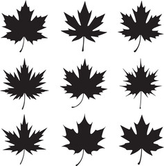 Set of Eight Black Maple Leaf Silhouettes on White Background