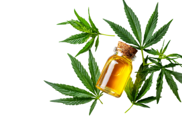 Glass bottle of cannabis oil surrounded by fresh marijuana leaves isolated on transparent background