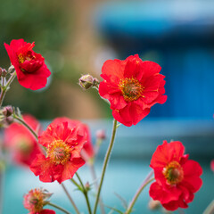 Obraz premium Bright red Geum flowers 