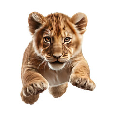 Obraz premium Adorable lion cub leaping