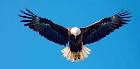 Naklejka premium American bald eagle soaring high, sharp detail, clear blue background , raptor, USA