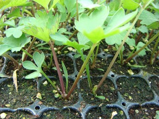 Ostericum koreanum, Namganghwal young seedling of medicinal herb in early growth stage....