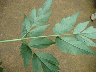 Ostericum koreanum, Namganghwal serrated green leaves with medicinal properties. Photographed in...