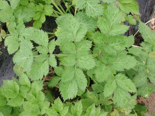 Ostericum koreanum, Namganghwal serrated green leaves of medicinal herb. Photographed in Korea.