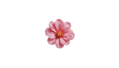 A delicate pink dahlia flower with a bright orange center blooms vibrantly against a stark black background showcasing its intricate petal structure and natural beauty