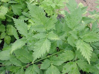 Ostericum koreanum, Namganghwal serrated green leaves of medicinal herb. Photographed in Korea.