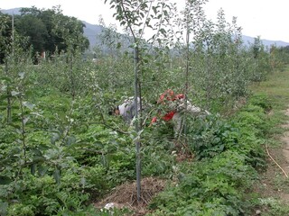 Ostericum koreanum, Namganghwal cultivated field of medicinal herbs. Photographed in Korea.